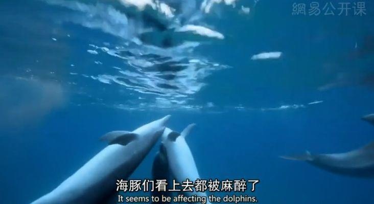 推拿泡妞还搞基，你再也不是纯良的海豚了