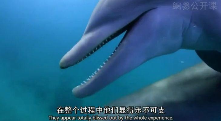 推拿泡妞还搞基，你再也不是纯良的海豚了