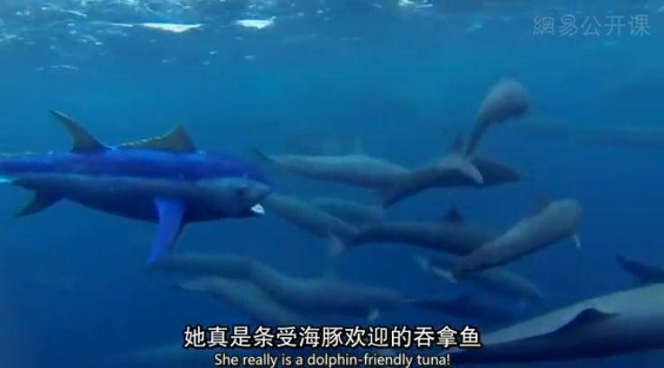 推拿泡妞还搞基，你再也不是纯良的海豚了