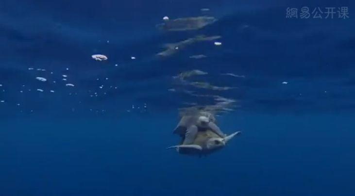 推拿泡妞还搞基，你再也不是纯良的海豚了