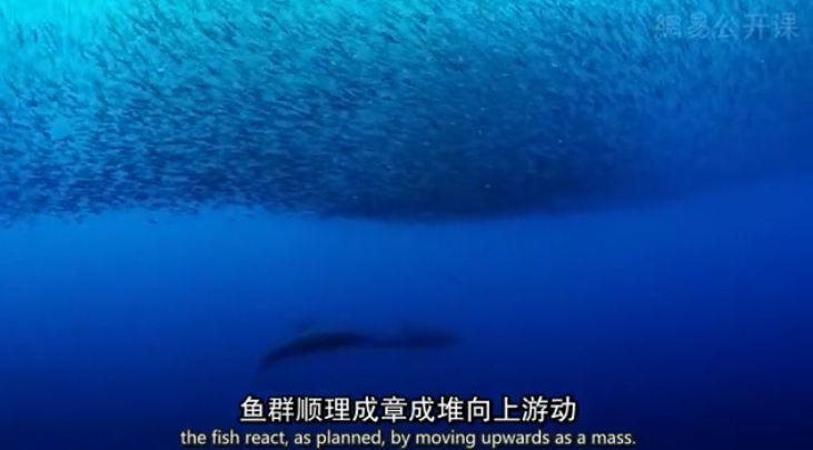 推拿泡妞还搞基，你再也不是纯良的海豚了